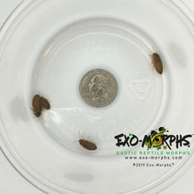Load image into Gallery viewer, Small Dubia Roaches (1/8" to 1/4") - Free Shipping