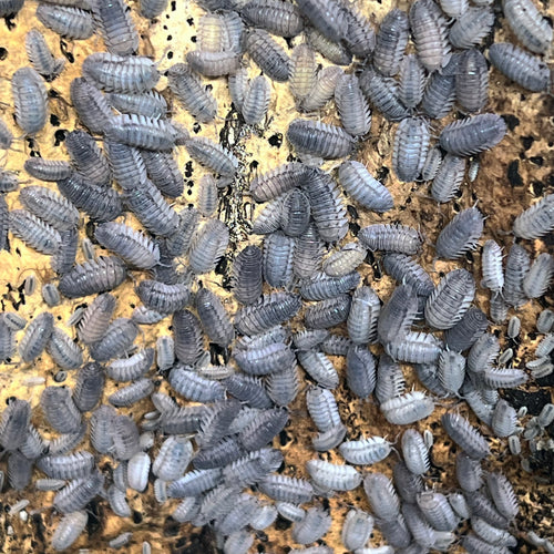 A cluster of Armadillidium peraccae isopods, commonly known as Spanish Porcellio, with a dark gray or black coloration, on a terrarium substrate.