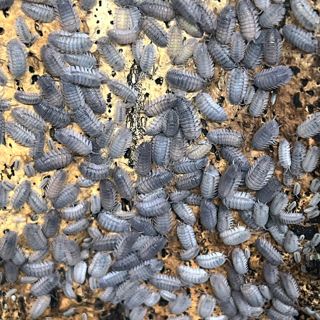 A cluster of Armadillidium peraccae isopods, commonly known as Spanish Porcellio, with a dark gray or black coloration, on a terrarium substrate.