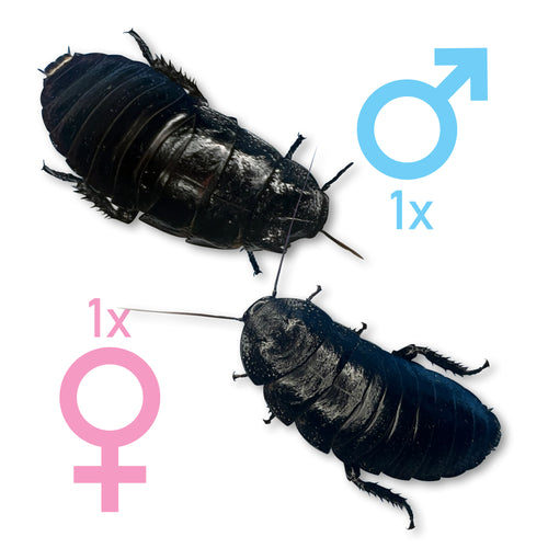 Gromphadorhina sp. “Black Tiger Hissing Cockroach” Adult Pair (1 Male & 1 Female) - Free Shipping