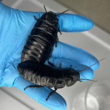 Load image into Gallery viewer, Gromphadorhina sp. “Black Tiger Hissing Cockroach” Starter Colony (Assorted Sizes) - Free Shipping