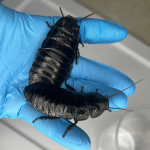Gromphadorhina sp. “Black Tiger Hissing Cockroach” Starter Colony (Assorted Sizes) - Free Shipping
