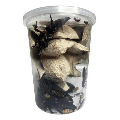 Gromphadorhina sp. “Black Tiger Hissing Cockroach” Starter Colony (Assorted Sizes) - Free Shipping