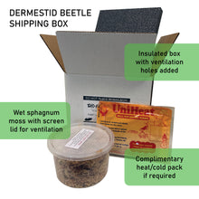 Load image into Gallery viewer, Dermestid Beetles