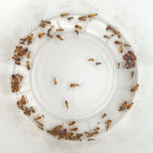 Load image into Gallery viewer, Extra Small Red Runners (1/8&quot; - 1/4&quot;)