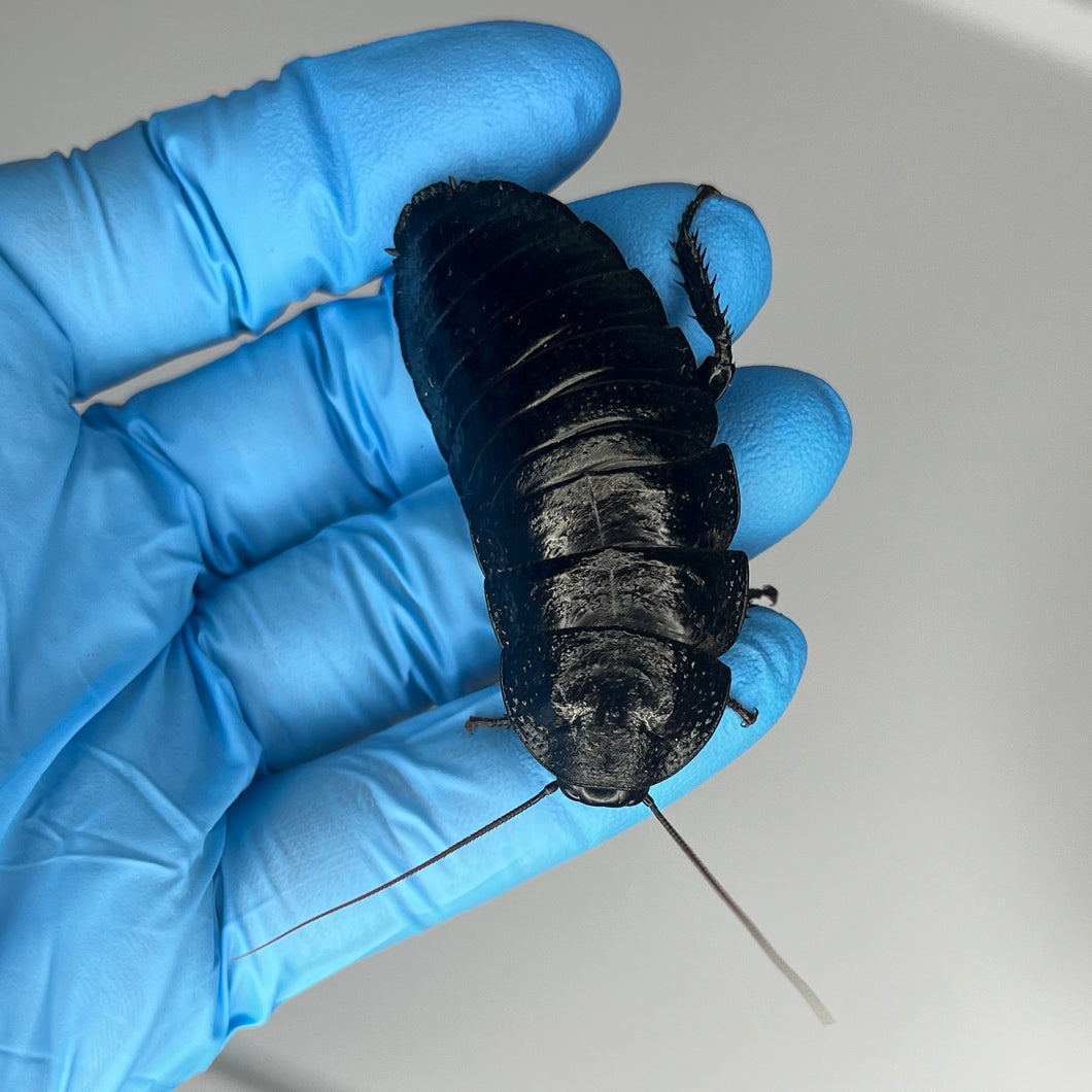 Gromphadorhina sp. “Black Tiger Hissing Cockroach” Adult Female - Free Shipping