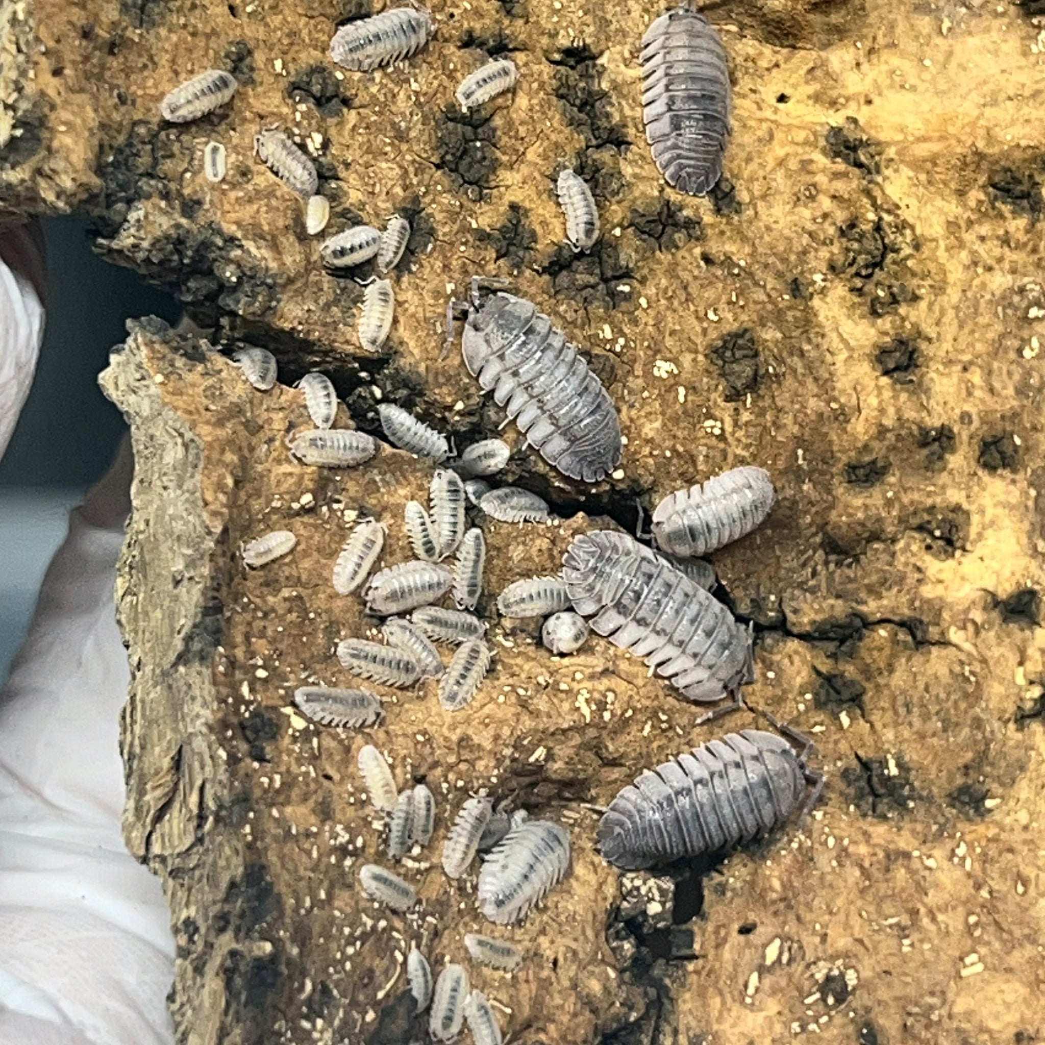 Armadillidium peraccae Isopods - Free Shipping – Exo-Morphs