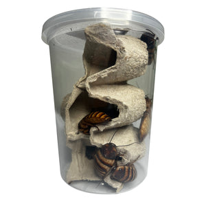 Elliptorhina javanica "Halloween Madagascar Hissing Cockroach" Adult Pair (1 Male & 1 Female) - Free Shipping