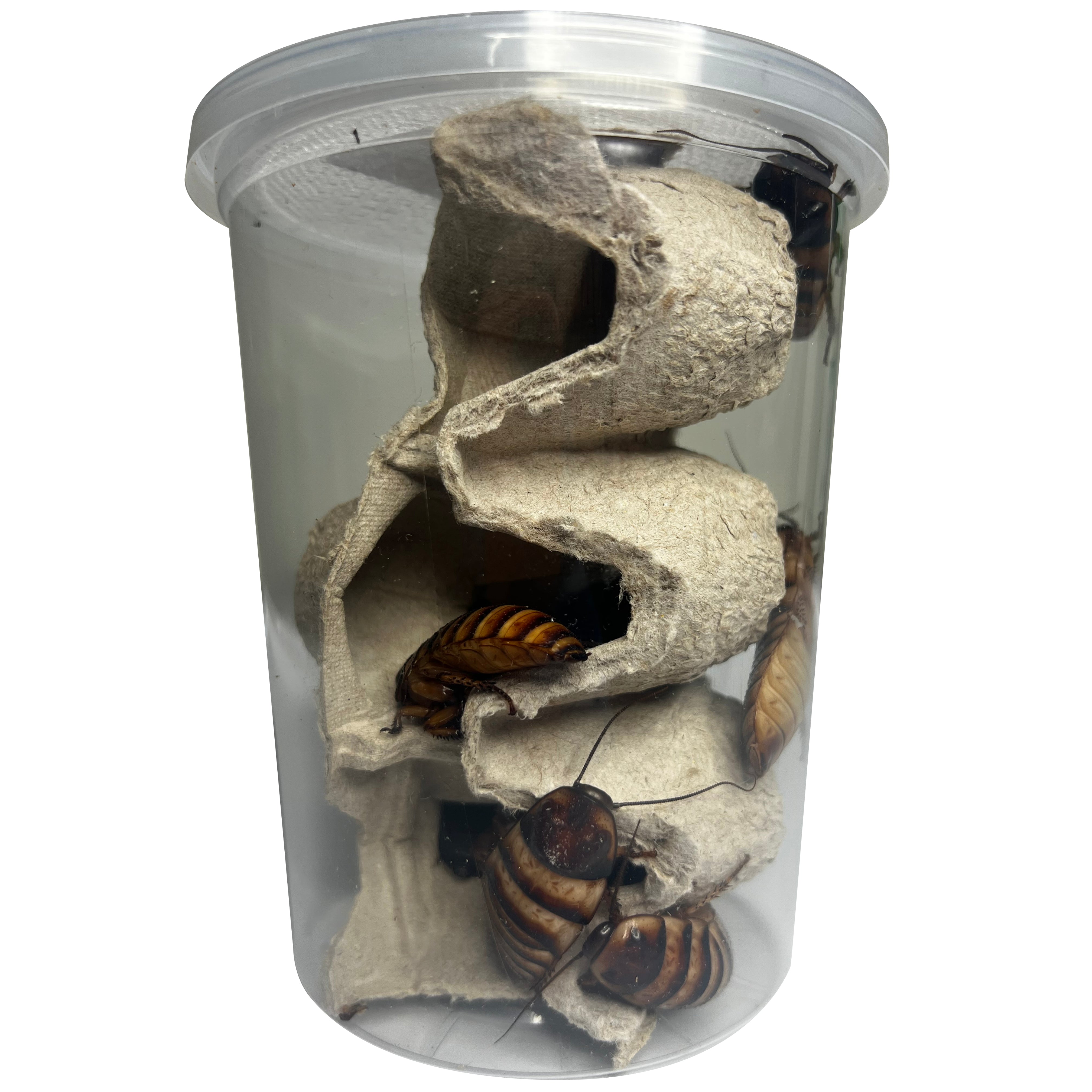 Elliptorhina javanica 