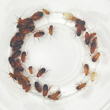 Load image into Gallery viewer, Large Red Runner Cockroaches for Sale