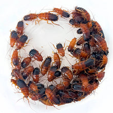 Load image into Gallery viewer, Large Red Runners (1/2" - 1")