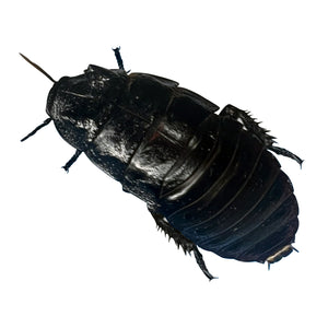 Gromphadorhina sp. “Black Tiger Hissing Cockroach” Adult Male - Free Shipping
