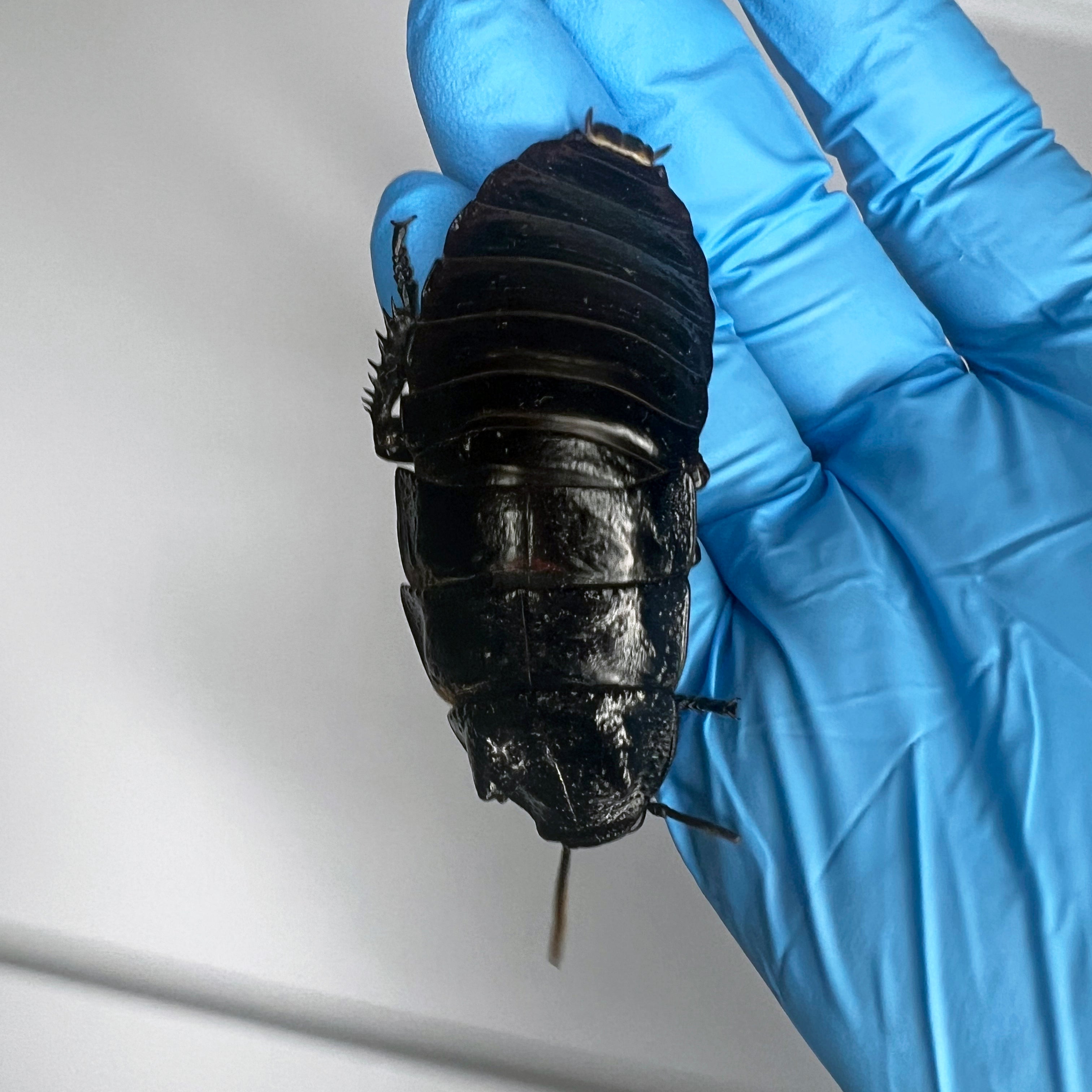 Gromphadorhina sp. “Black Tiger Hissing Cockroach” Adult Male