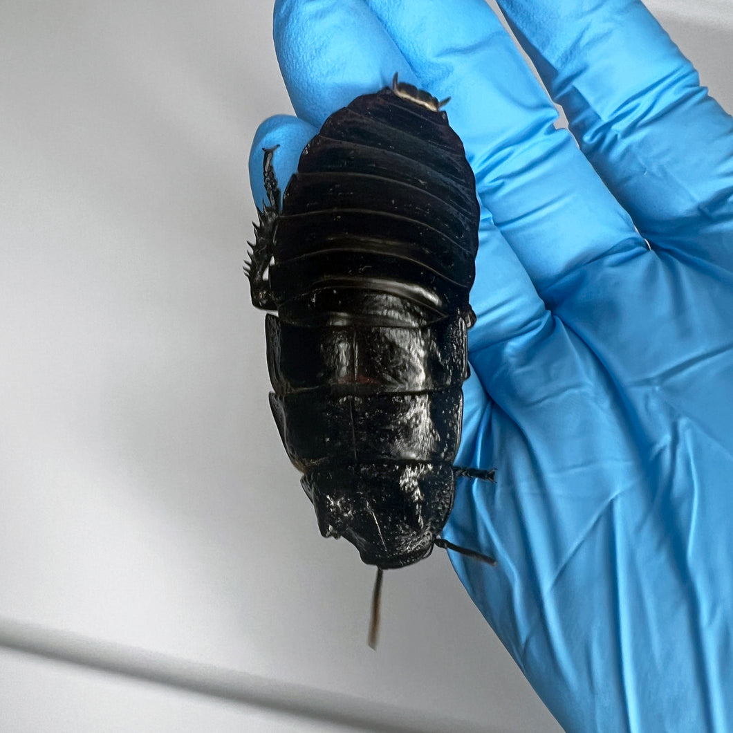 Gromphadorhina sp. “Black Tiger Hissing Cockroach” Adult Male - Free Shipping