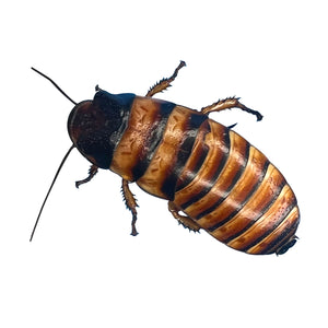 Elliptorhina javanica "Halloween Madagascar Hissing Cockroach" Adult Male - Free Shipping