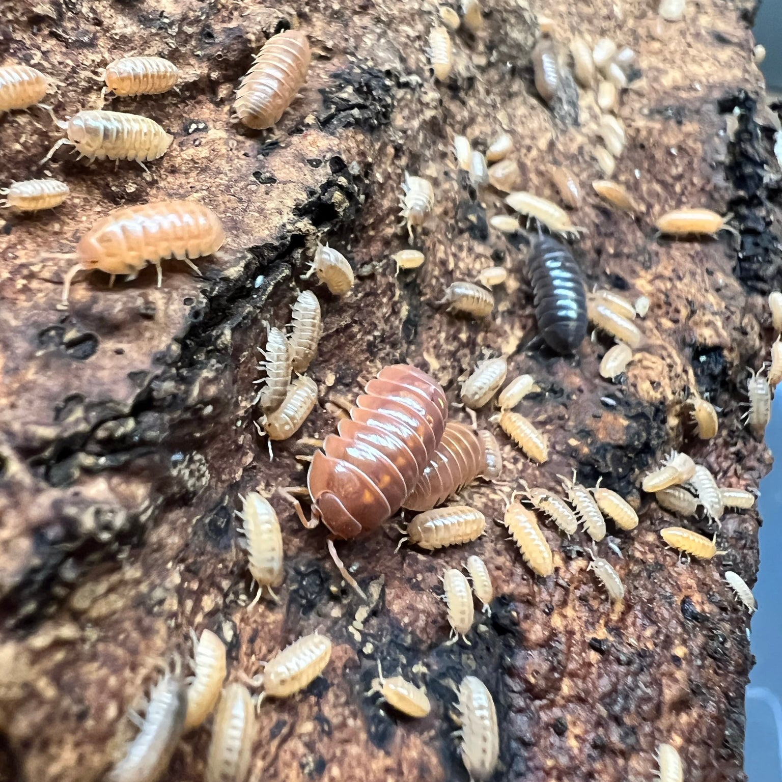 Isopods – Exo-Morphs