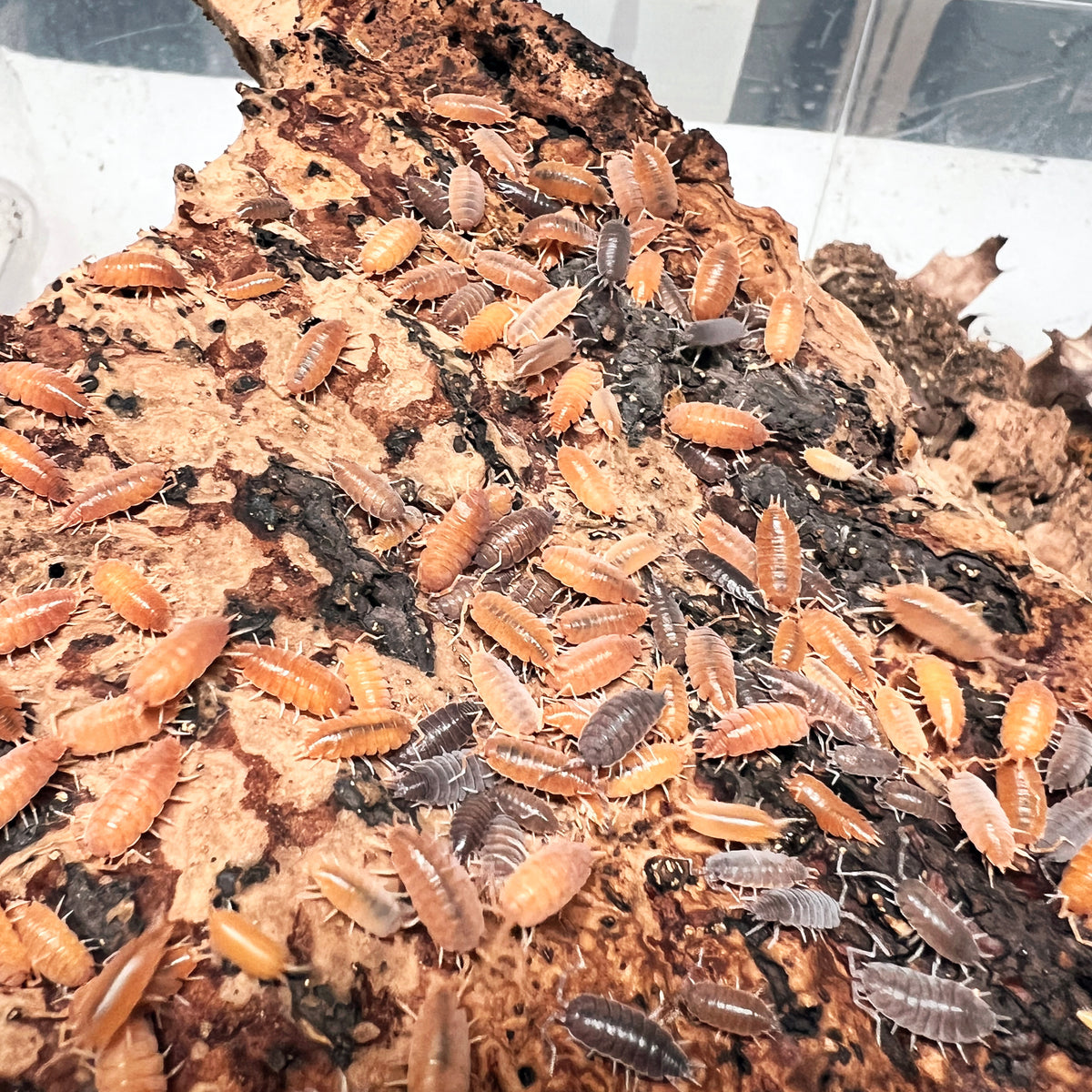 Porcellionides pruinosus Powder Orange Powder Blue "Party Mix" Isopods