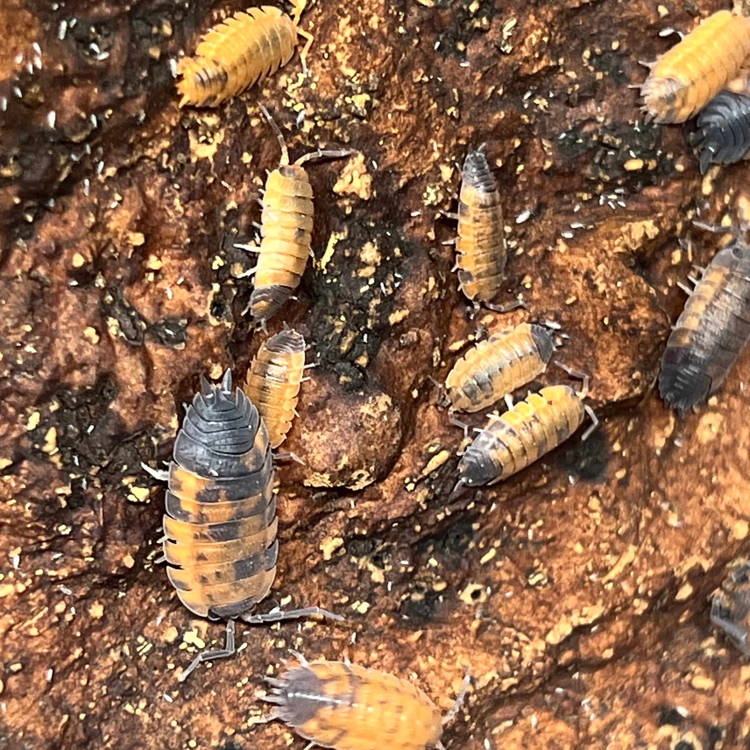 Porcellio scaber white out