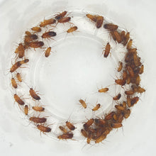 Load image into Gallery viewer, Small Red Runners (1/4&quot; - 1/2&quot;)