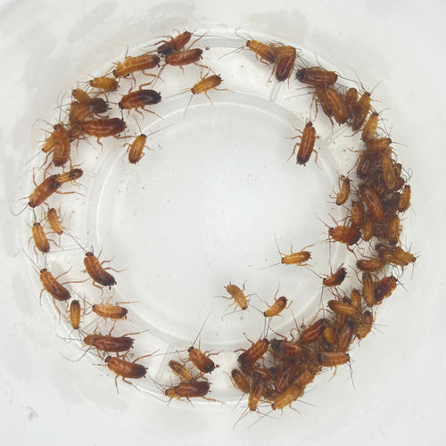 Small Red Runners (1/4