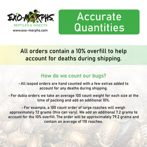 Large Dubia Roaches (3/4" to 1"+) - Free Shipping
