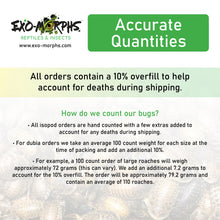 Load image into Gallery viewer, Small Dubia Roaches (1/8&quot; to 1/4&quot;) - Free Shipping