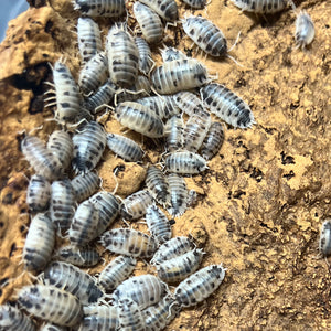 Porcellio laevis "Dairy Cow" Isopods - Free Shipping