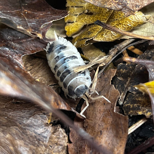 Porcellio laevis "Dairy Cow" Isopods - Free Shipping