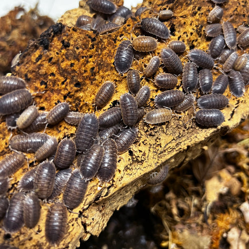 Porcellio dilatatus 