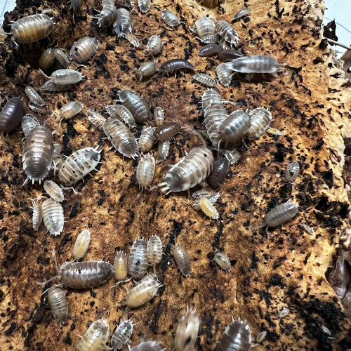 Porcellio laevis 