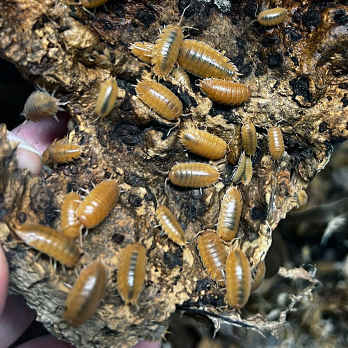 Porcellio laevis 