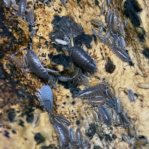 Porcellionides pruinosus "Powder Blue" Isopods - Free Shipping