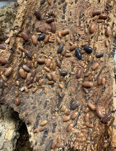 Armadillidium vulgare "St. Lucia" Isopods - Free Shipping