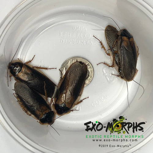 Adult Male Dubia Roaches 1.5