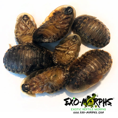 Dried Dubia Roaches - Large (3/4