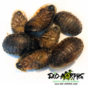 Dried Dubia Roaches - Large (3/4" to 1"+) - Free Shipping
