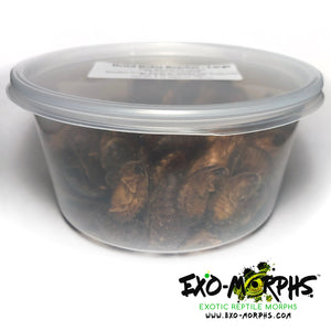 Dried Dubia Roaches - Large (3/4" to 1"+) - Free Shipping