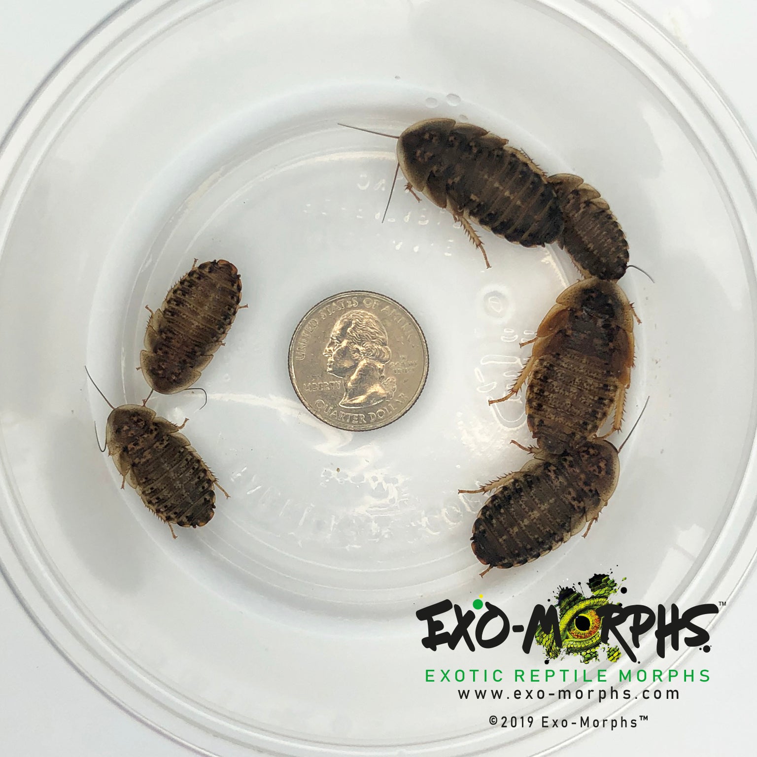 Live Dubia Roaches For Reptile Food – 50 Count (Medium) - Healthy Feeder Insects, US Bred