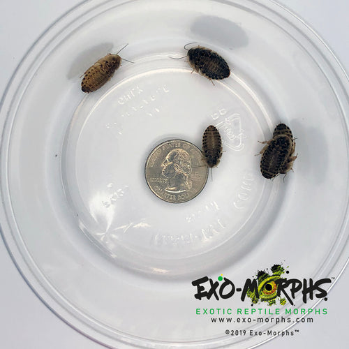 Medium Dubia Roaches (1/4