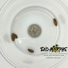 Load image into Gallery viewer, Small Dubia Roaches (1/8&quot; to 1/4&quot;) - Free Shipping