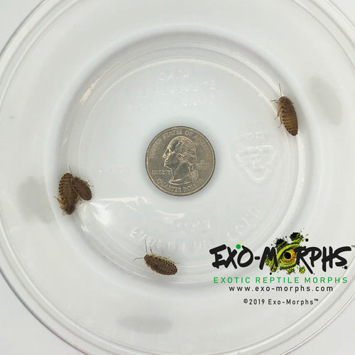 Small Dubia Roaches (1/8
