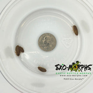 Small Dubia Roaches (1/8" to 1/4") - Free Shipping